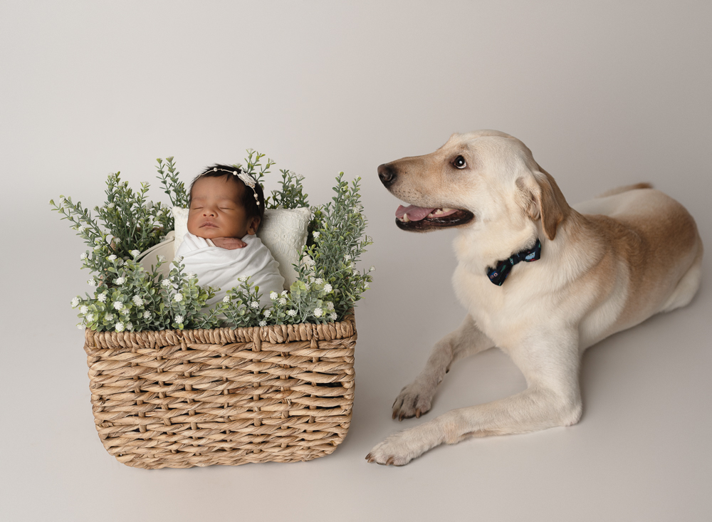 dog and baby in basket